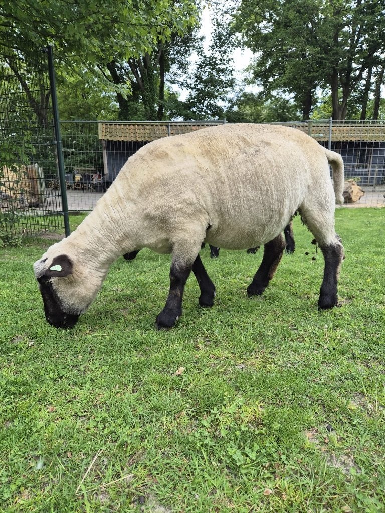 Hampshire down ooi van 2024, Vrouwelijk, Schaap, 3 tot 5 jaar