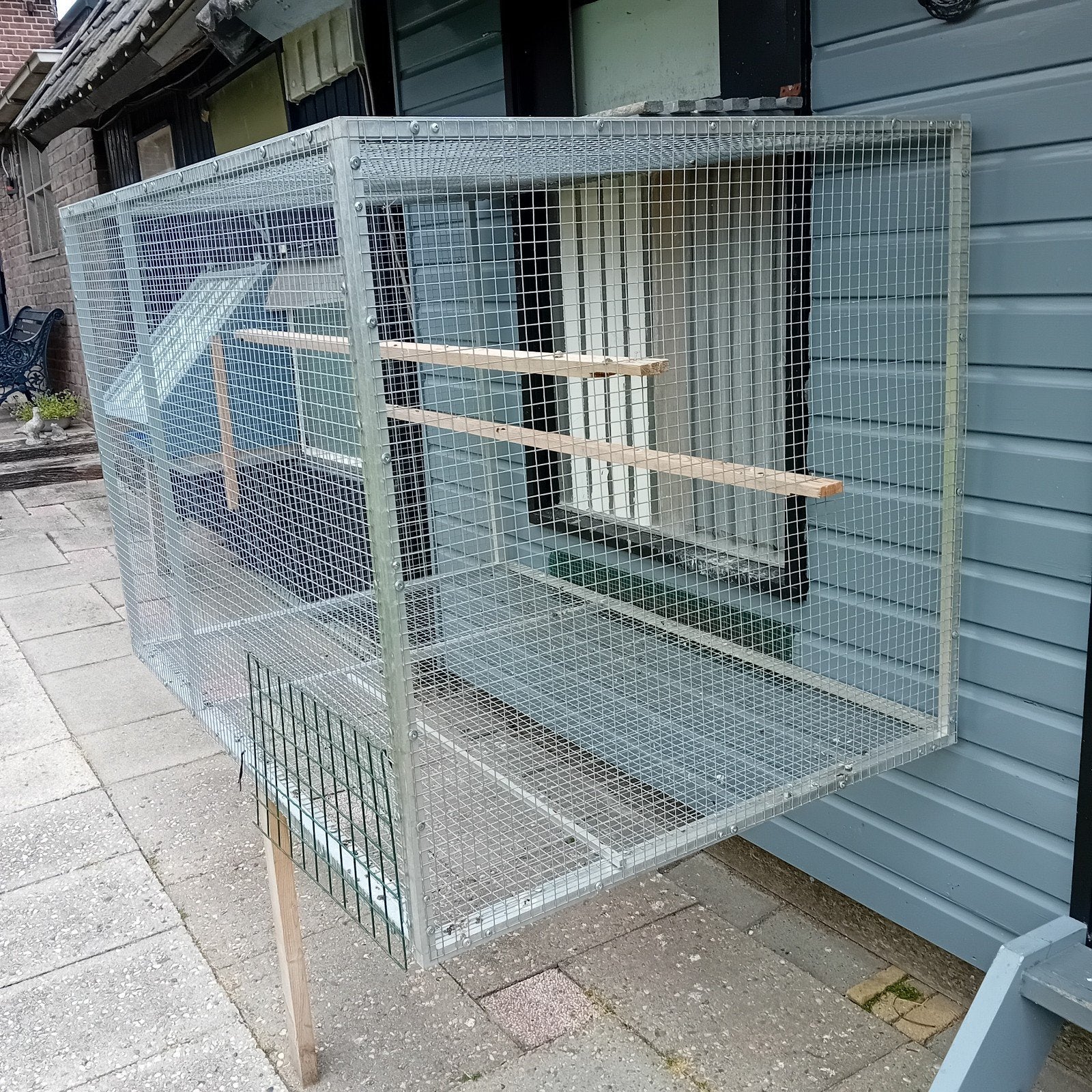 Voliere, Mannelijk, Postduif