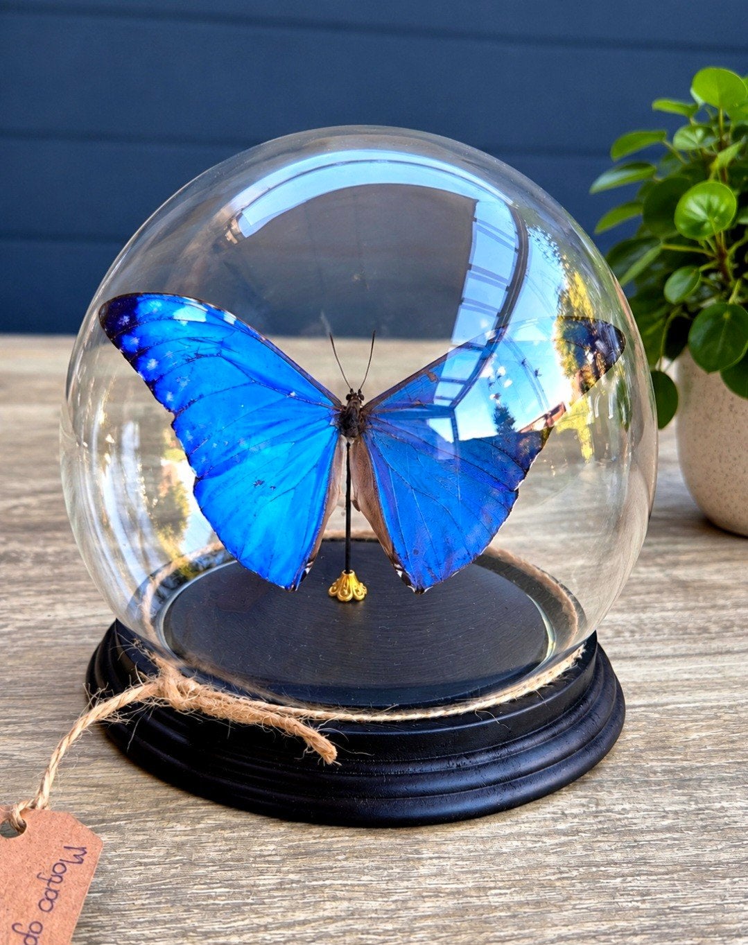 Morpho adonis, opgezette vlinder,  stolp., Ophalen of Verzenden