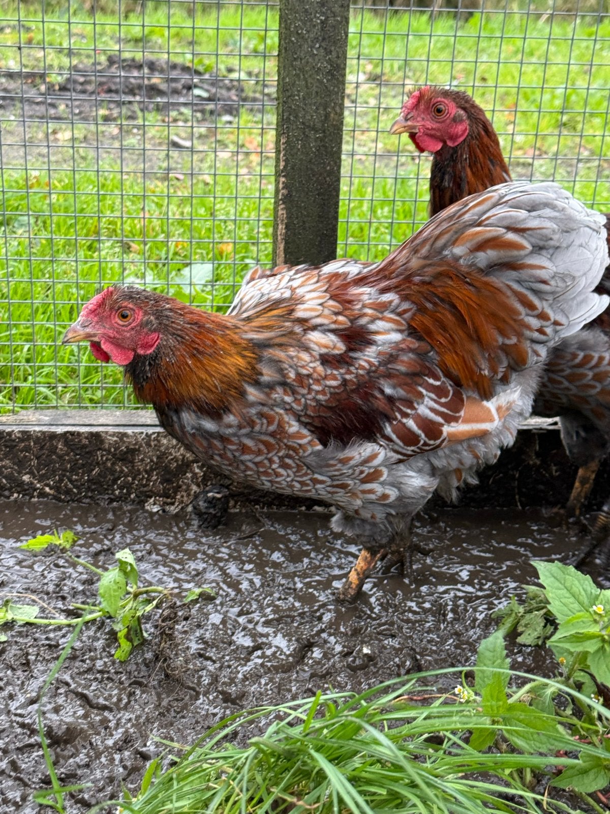 Wyandotte kriel hanen, Dieren en Toebehoren, Kip
