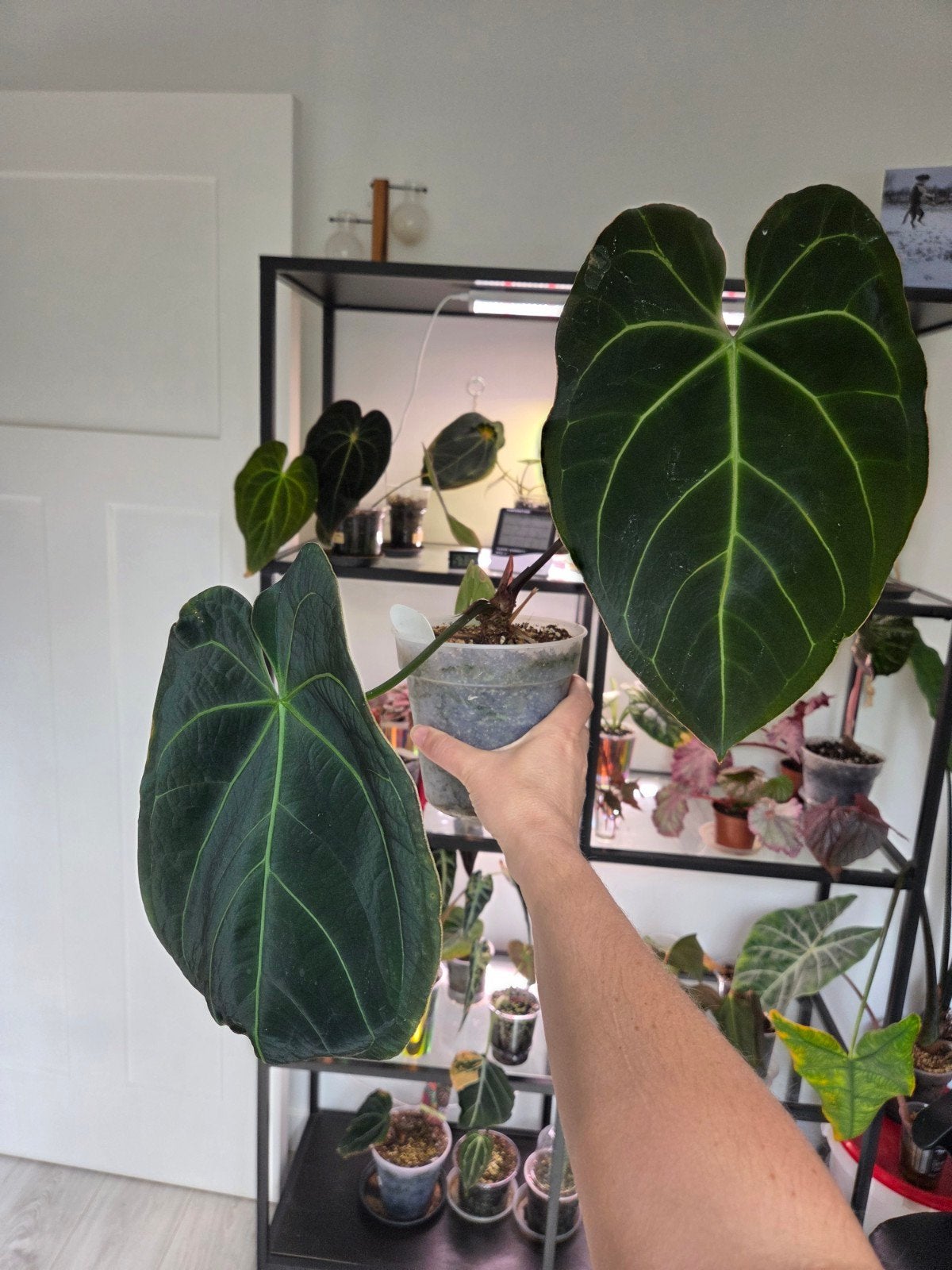 Anthurium kruising, Huis en Inrichting, Kamerplanten, Ophalen of Verzenden, Halfschaduw, Minder dan 100 cm