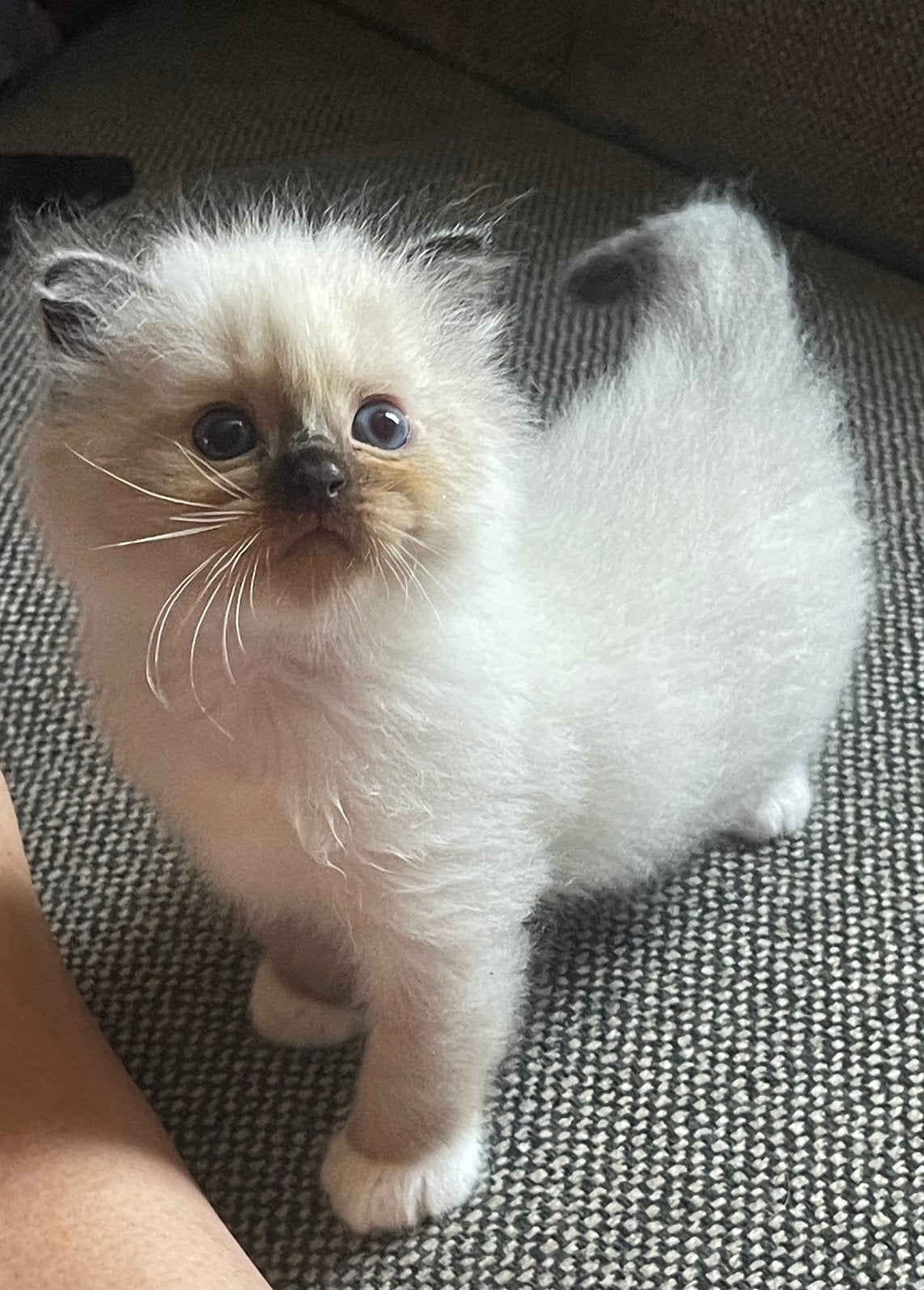 Ragdoll katertje, Kater