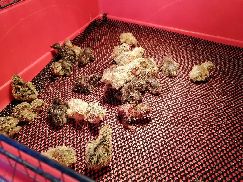 Japanse kwartel kuikens, Dieren en Toebehoren, Pluimvee, Geslacht onbekend, Overige soorten