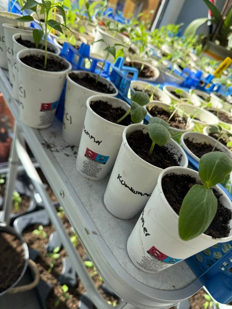 Komkommer, turkse hete peper ,turkse zoete peper, Tuin en Terras, Planten | Tuinplanten, Ophalen of Verzenden, Eenjarig, Groenteplanten
