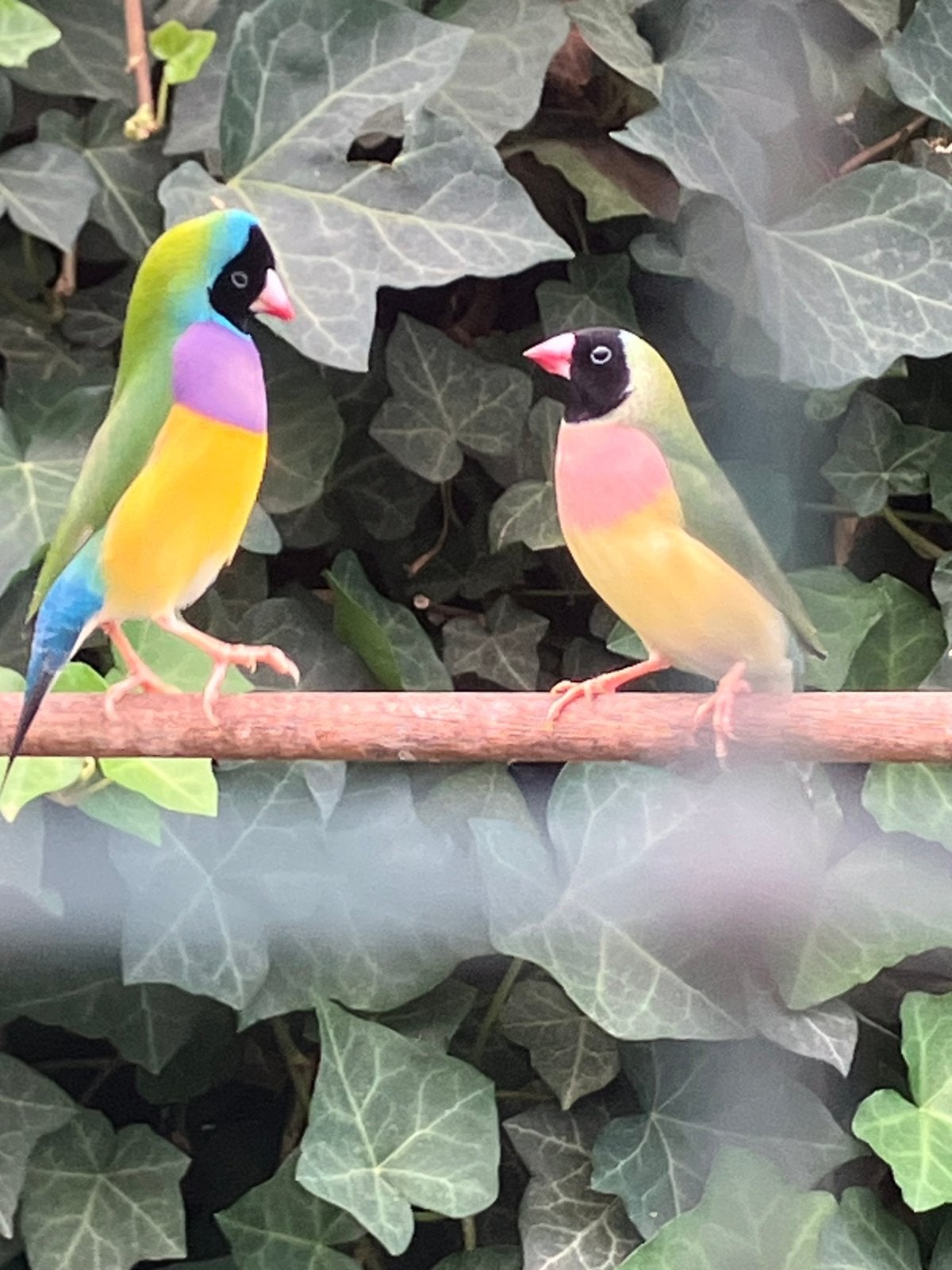 Diverse Goulds te koop / ruilen, Dieren en Toebehoren, Meerdere dieren, Tropenvogel