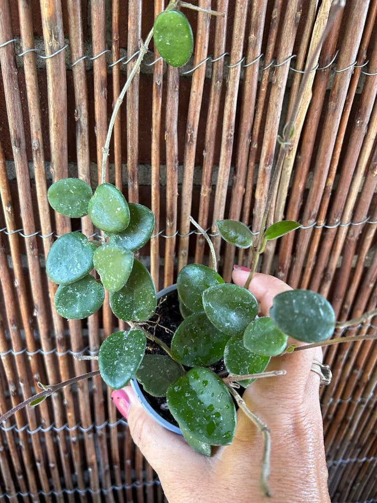 Hoya Mathilde Splash 🪴, Huis en Inrichting, In pot, Minder dan 100 cm, Bloeiende kamerplant, Halfschaduw