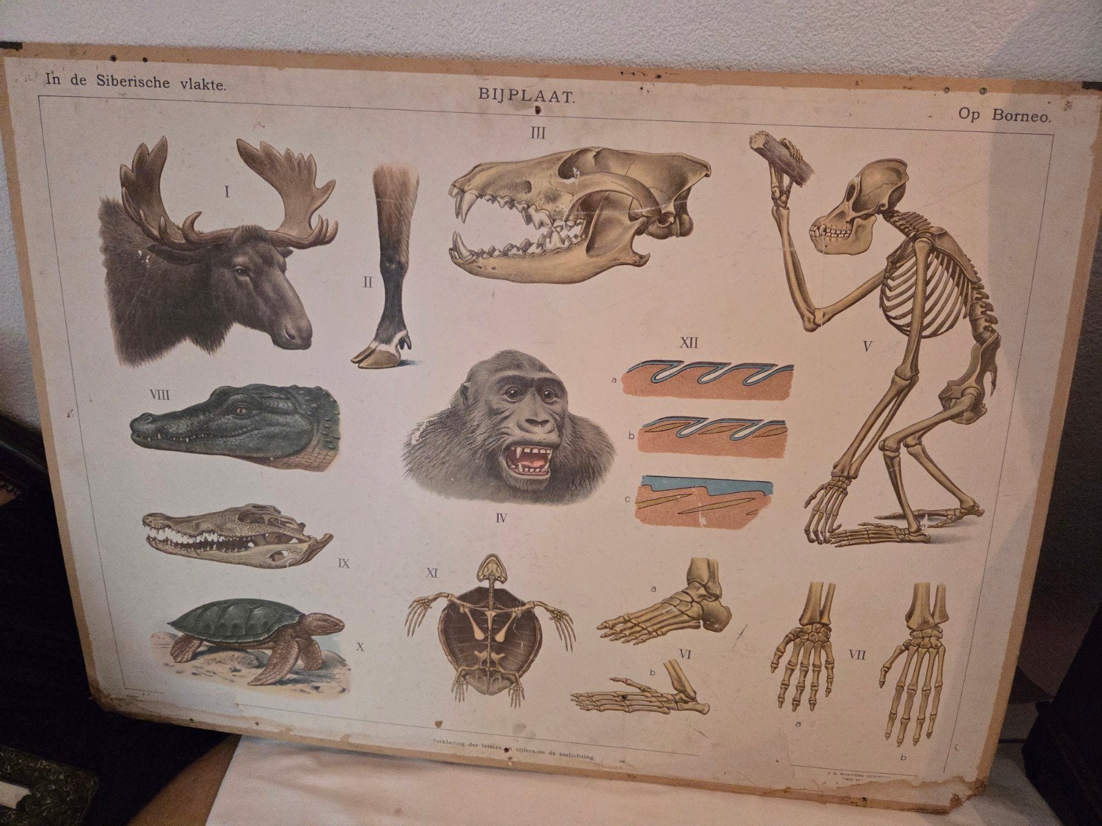Vintage schoolplaten natuur en biologie -2 stuks, Ophalen of Verzenden, Natuur en Biologie