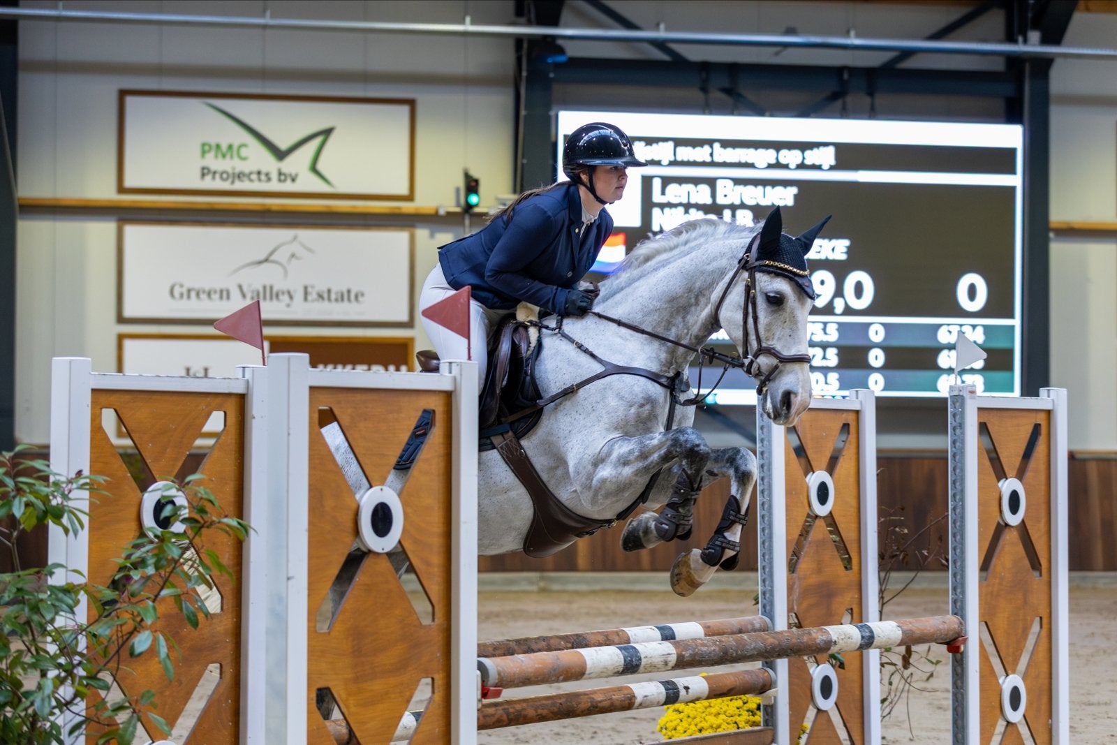 Springpaard 162 te koop, Dieren en Toebehoren, Paarden, Merrie