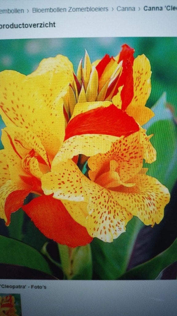 Canna Cleopatra, Vaste plant, Halfschaduw, Zomer, Ophalen