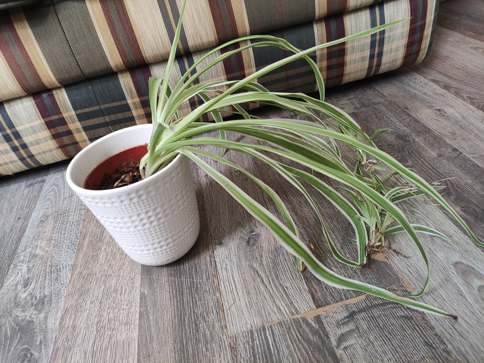 Graslelie met pot, Ophalen, Halfschaduw, Minder dan 100 cm
