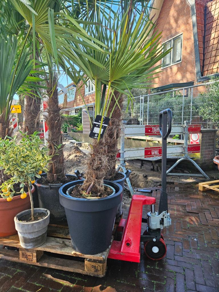 Palmbomen diverse soorten en maten - winterhard, Volle zon, Ophalen of Verzenden, 100 tot 250 cm, Zomer