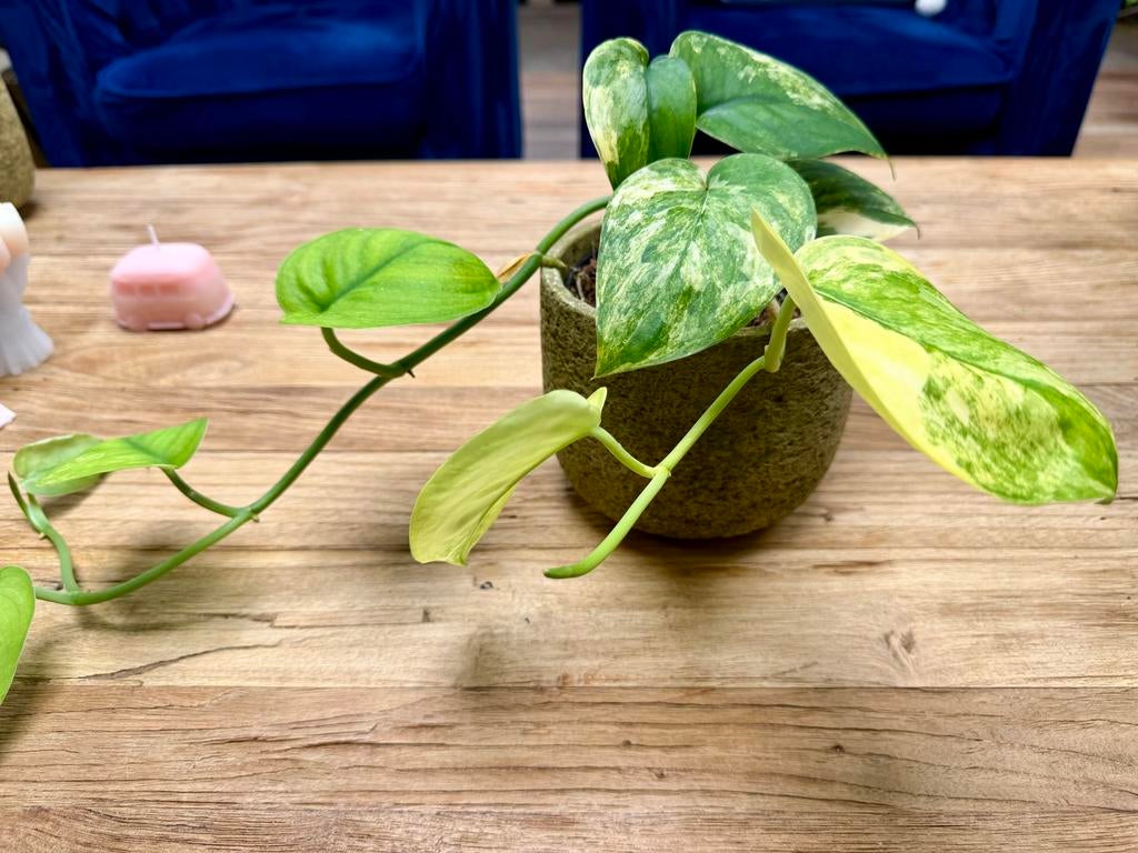 Scindapsus Jade Satin Variegata p12, Overige soorten, In pot, Minder dan 100 cm, Groene kamerplant