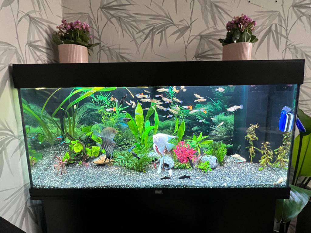 Gubby, Dieren en Toebehoren, Vis