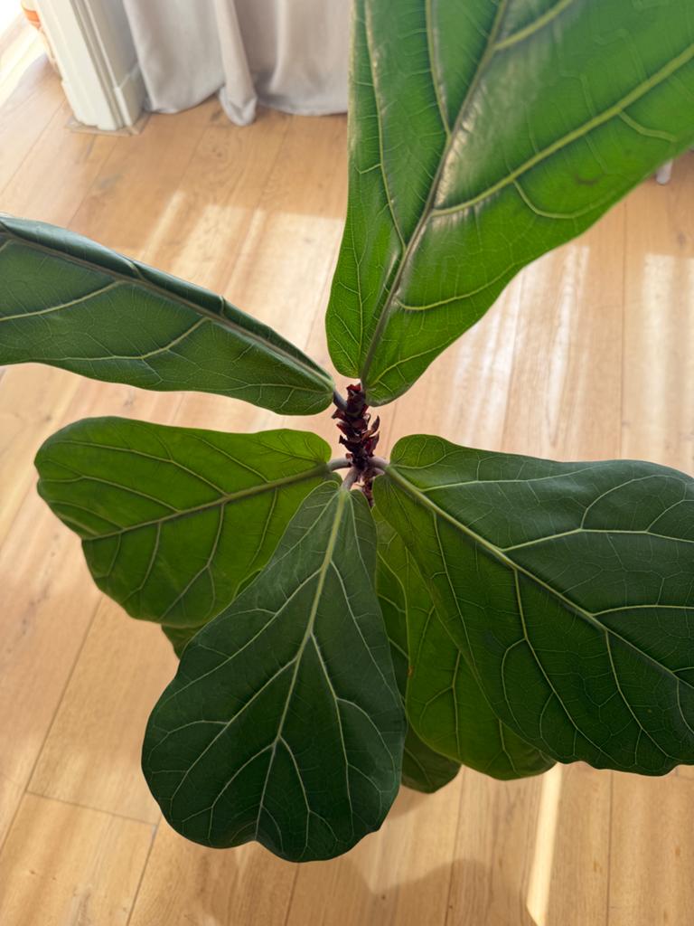 Ficus Lyrata  Vioolblad plant, Ophalen, Ficus, Halfschaduw, Minder dan 100 cm