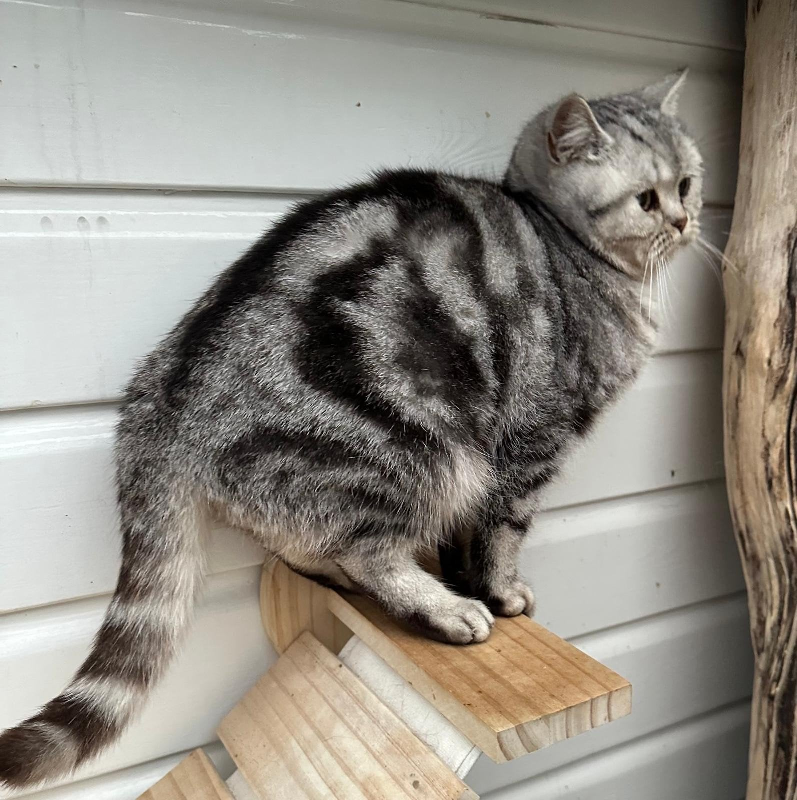 Lieve britse korthaar silver black tabby poes te koop, Poes, Gechipt, 0 tot 2 jaar