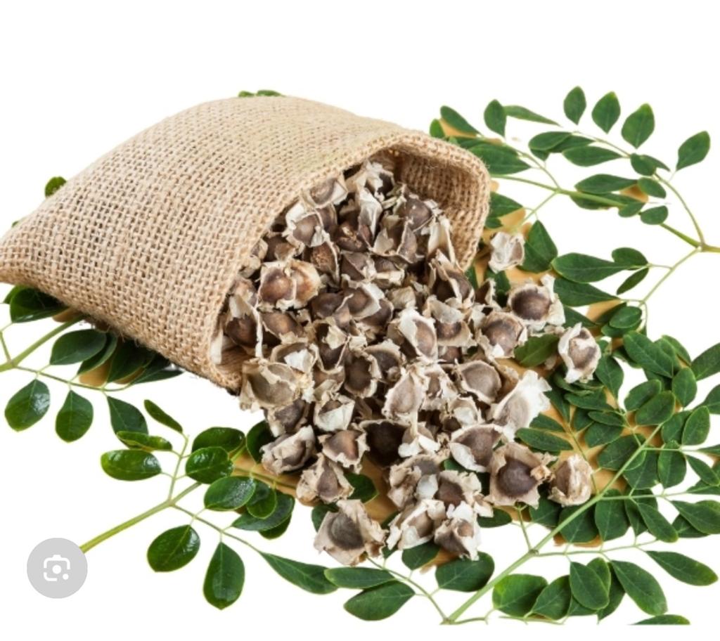 Moringa zaden en moringa poeder, Ophalen of Verzenden, Gehele jaar, Halfschaduw