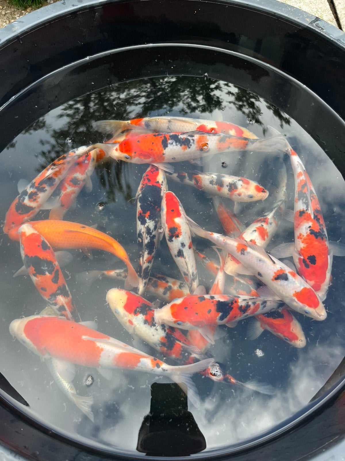 EXCLUSIEVE JAPANSE TOSAI KOI – MARUSHU (NIIGATA, JAPAN), Karper of Koi