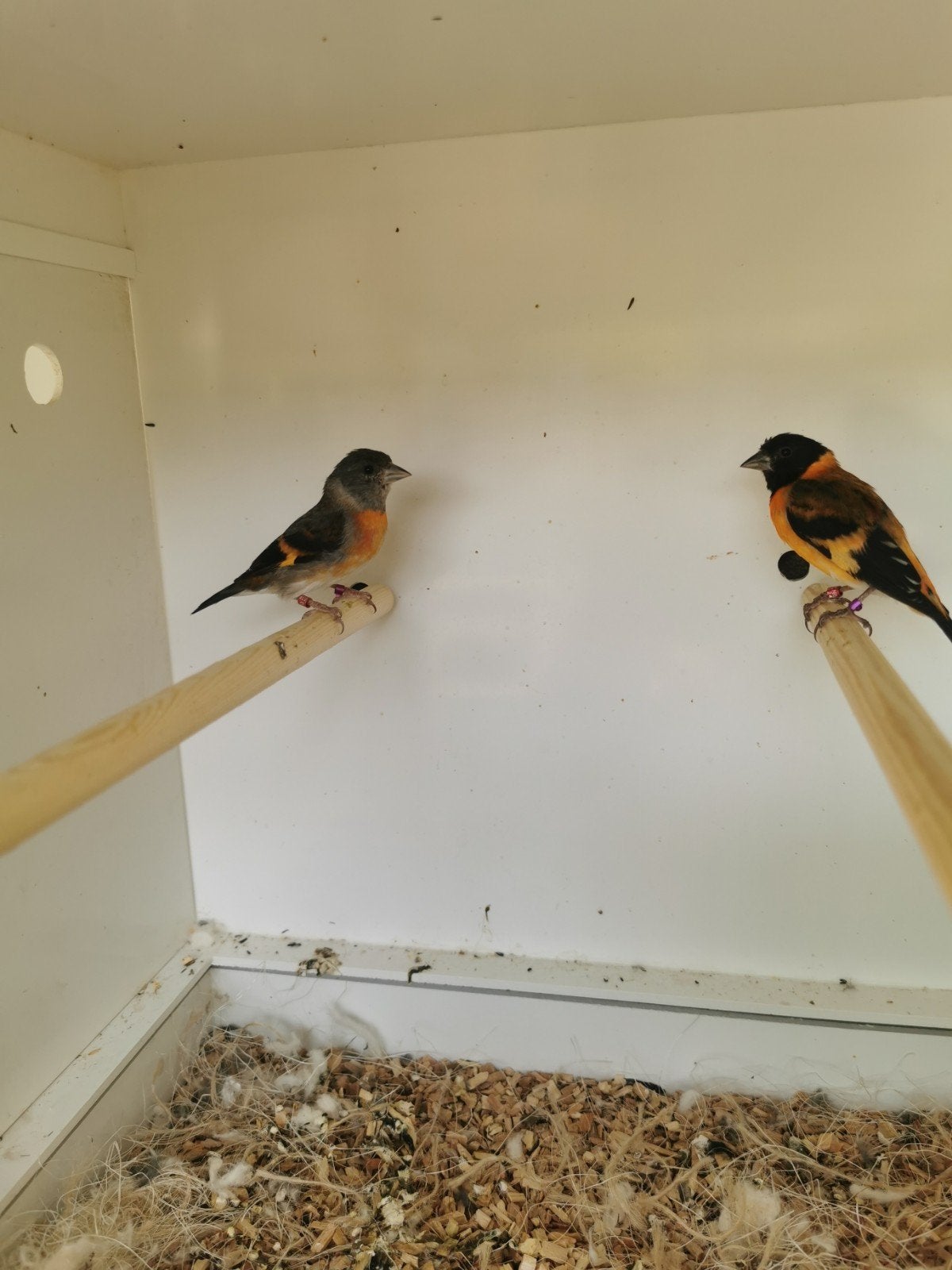 Kapoetie Sijs koppel., Meerdere dieren, Tropenvogel, Geringd