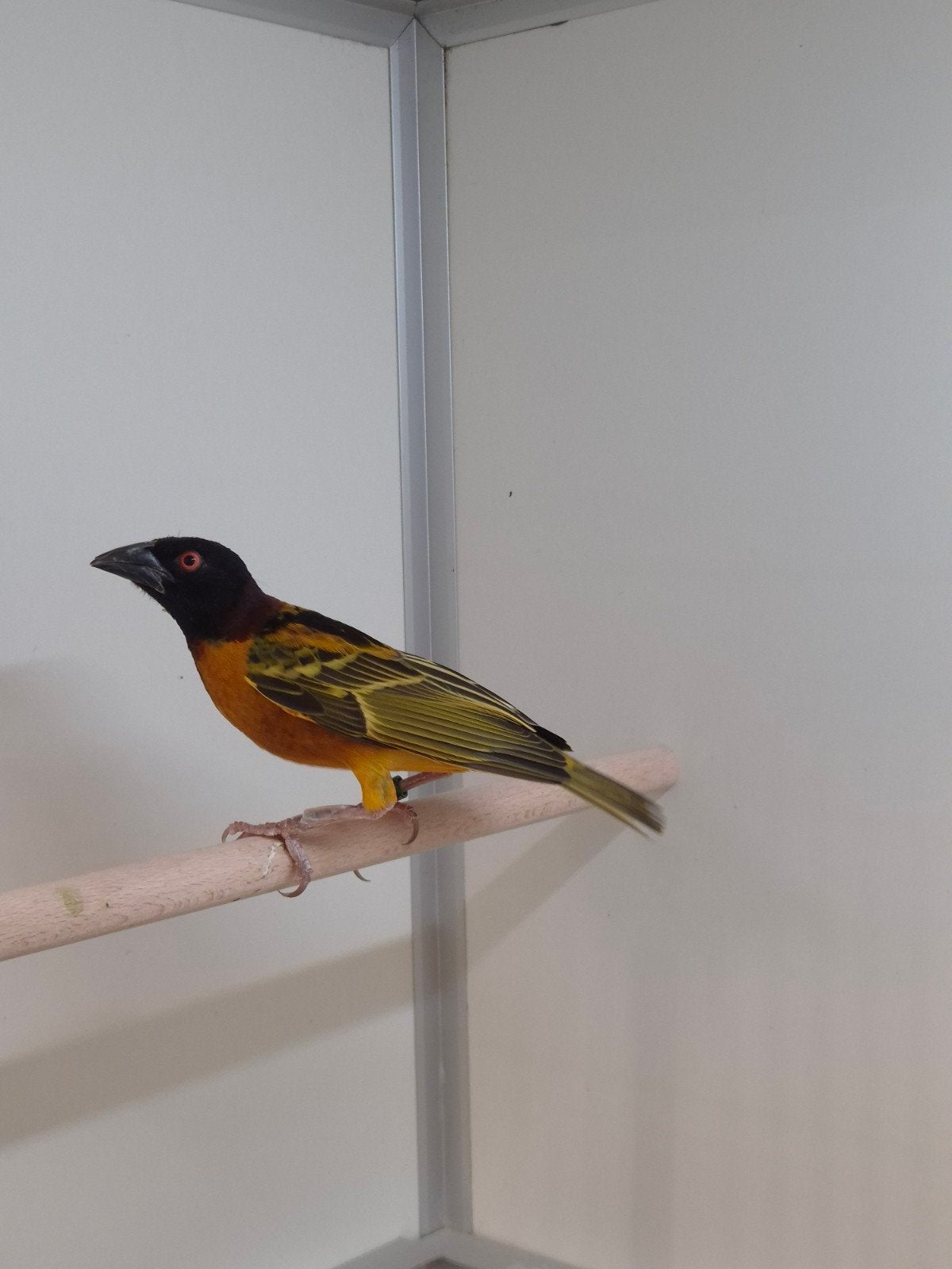 1-0 Grote textor wever, Dieren en Toebehoren, Mannelijk, Tropenvogel
