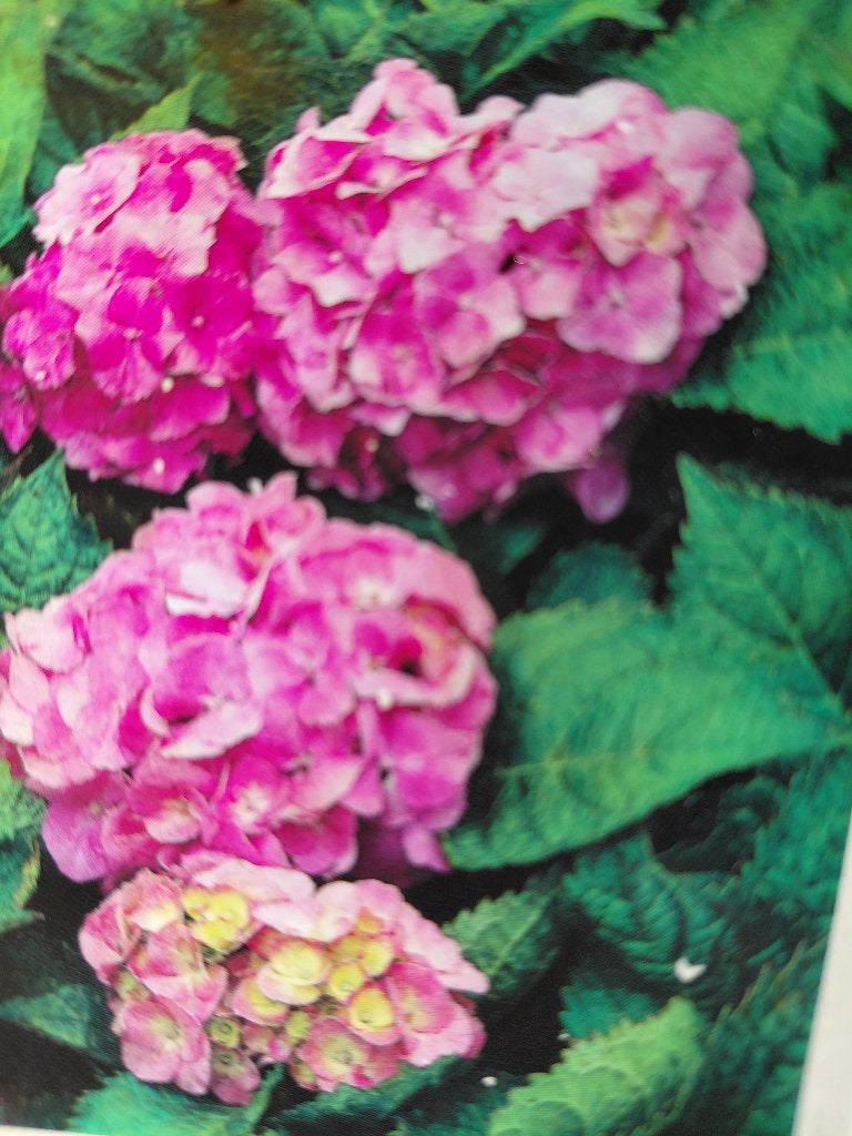 Hor-hor-Hortensia`s in 3 kleuren , mooie zomerbloeiers..., Tuin en Terras, Vaste plant, Halfschaduw, Zomer, Ophalen