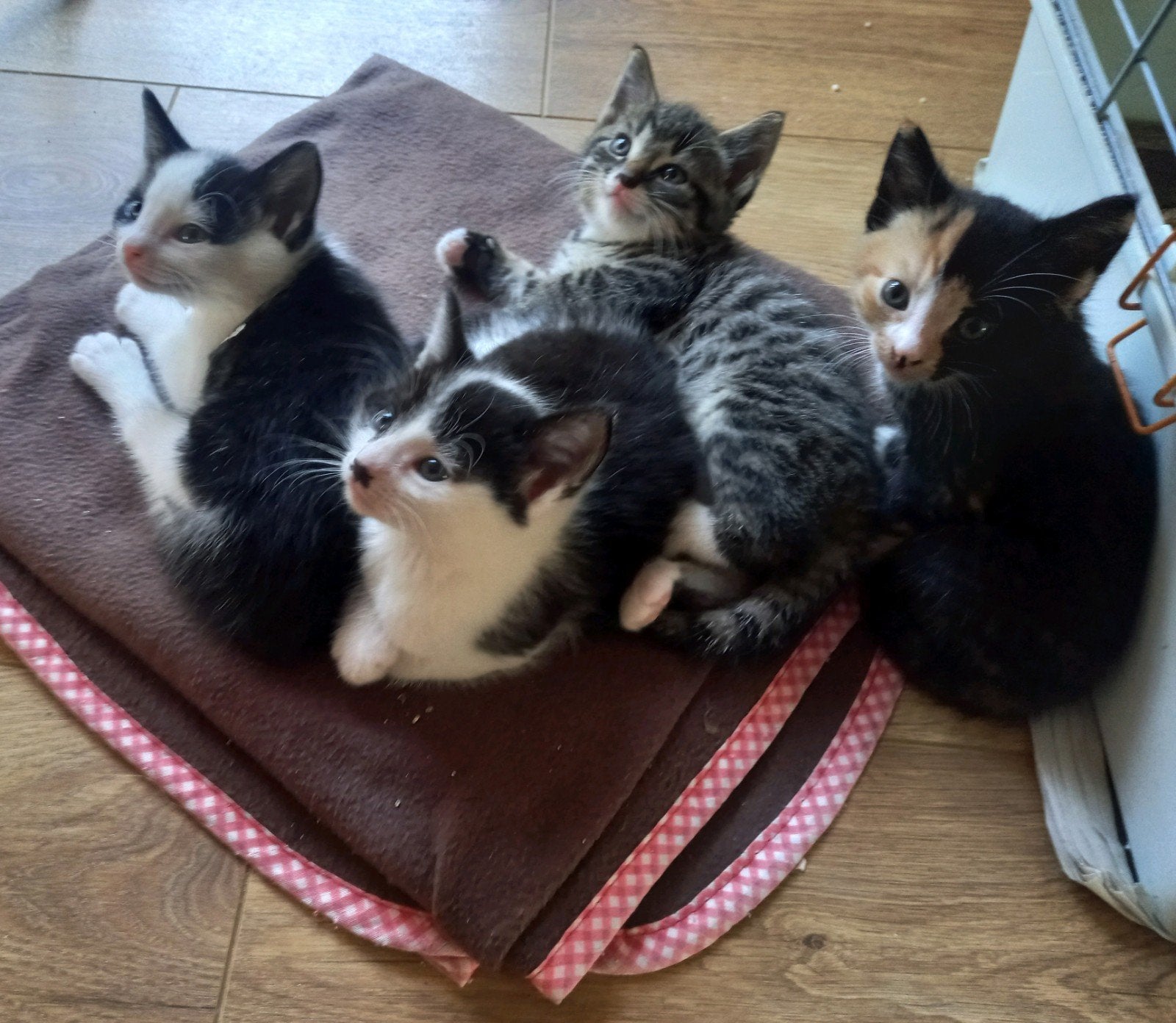 6 lieve kittens te koop! (2 nestjes), Meerdere dieren, Kortharig, 0 tot 2 jaar