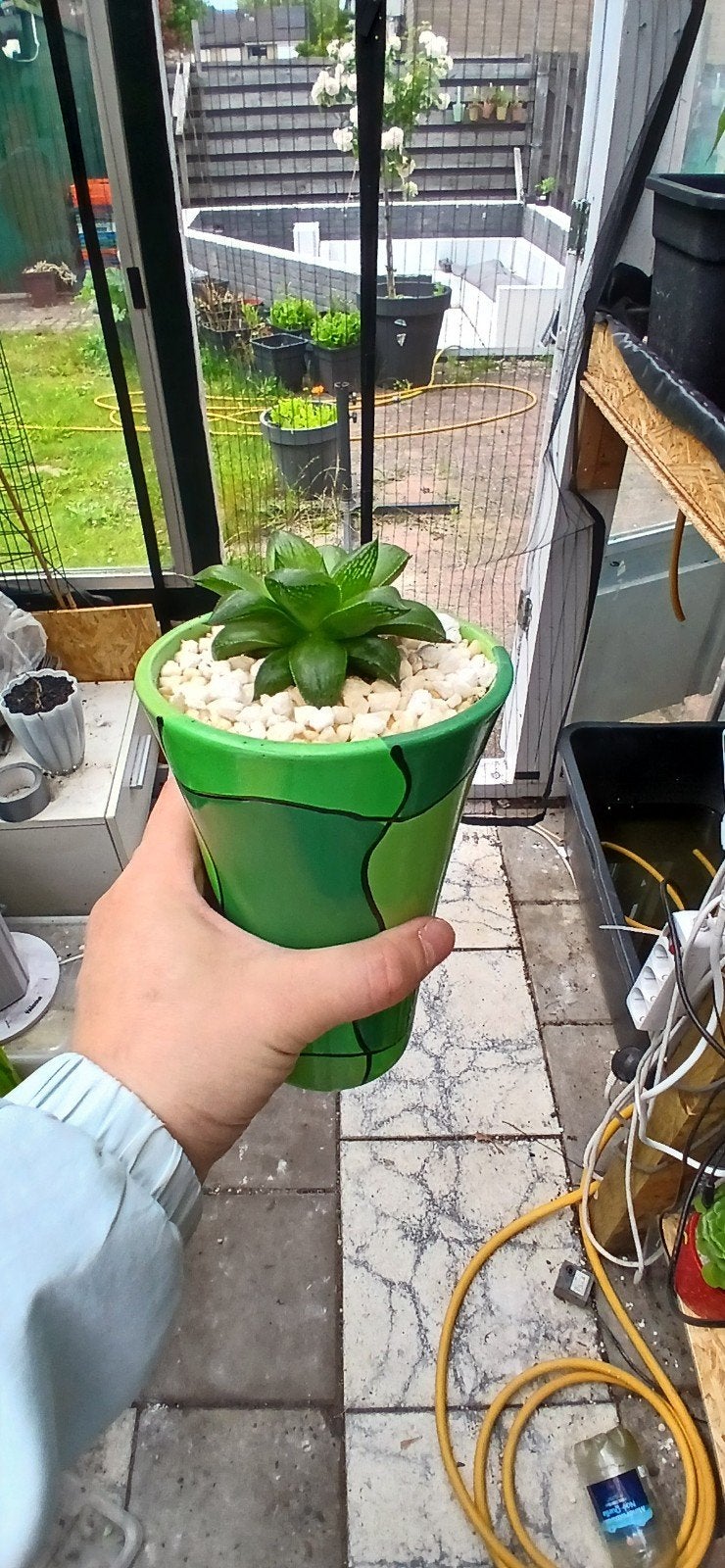 Haworthia retusa in pot, Ophalen of Verzenden, In pot, Halfschaduw, Minder dan 100 cm