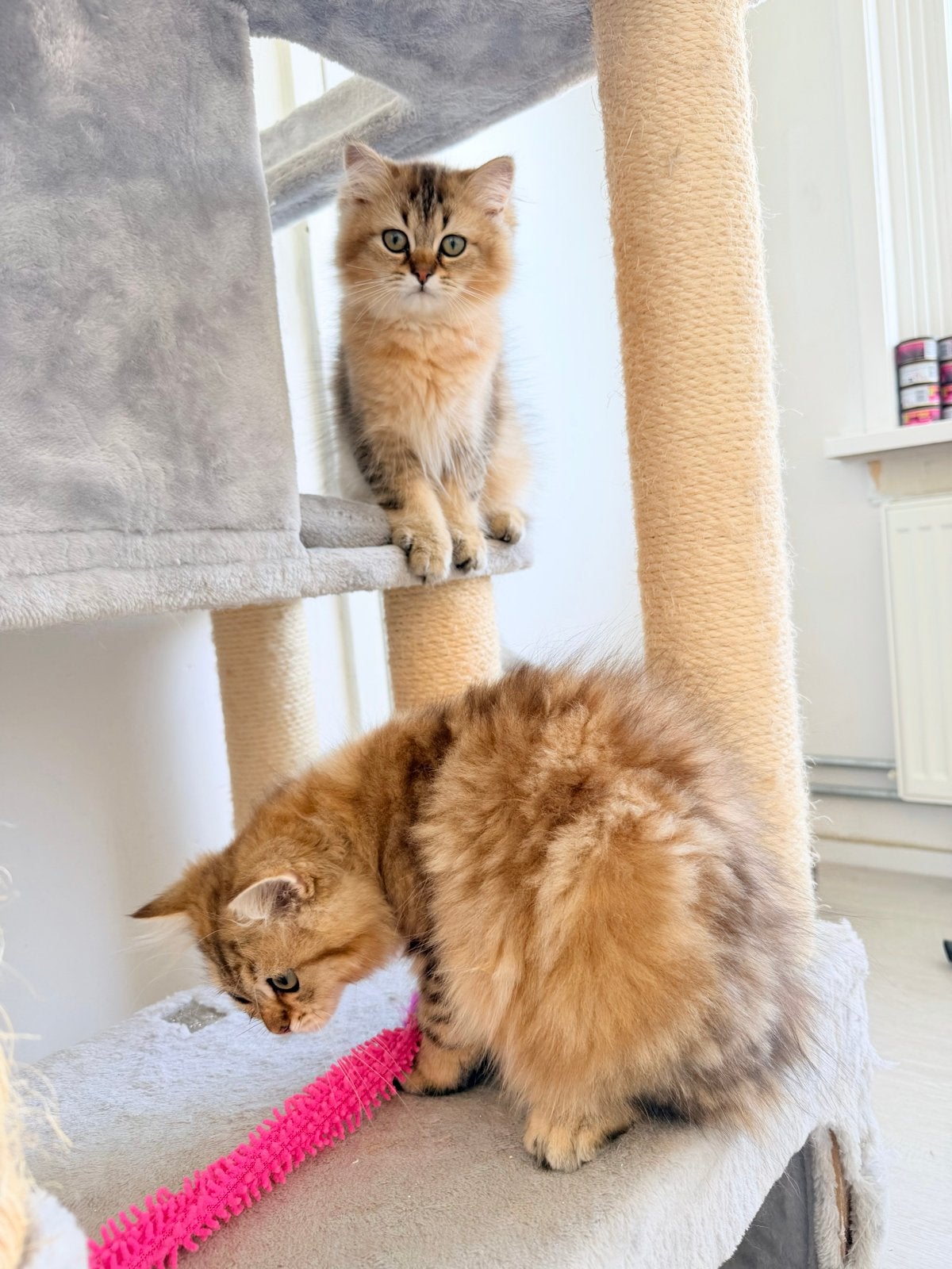 Britsh lang haar, Poes