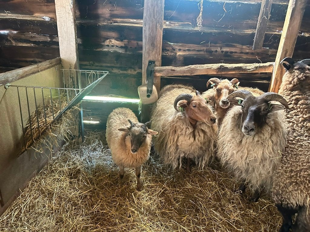 Drentse Heide schapen - ooien, Vrouwelijk, Schaap, 0 tot 2 jaar