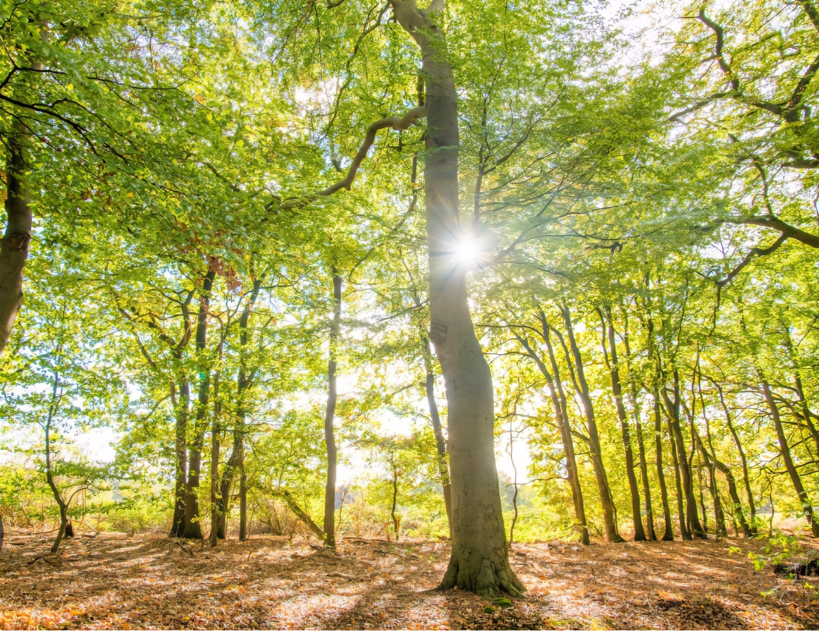 Gezocht: perceel bos / weiland / of ander perceel recreatie