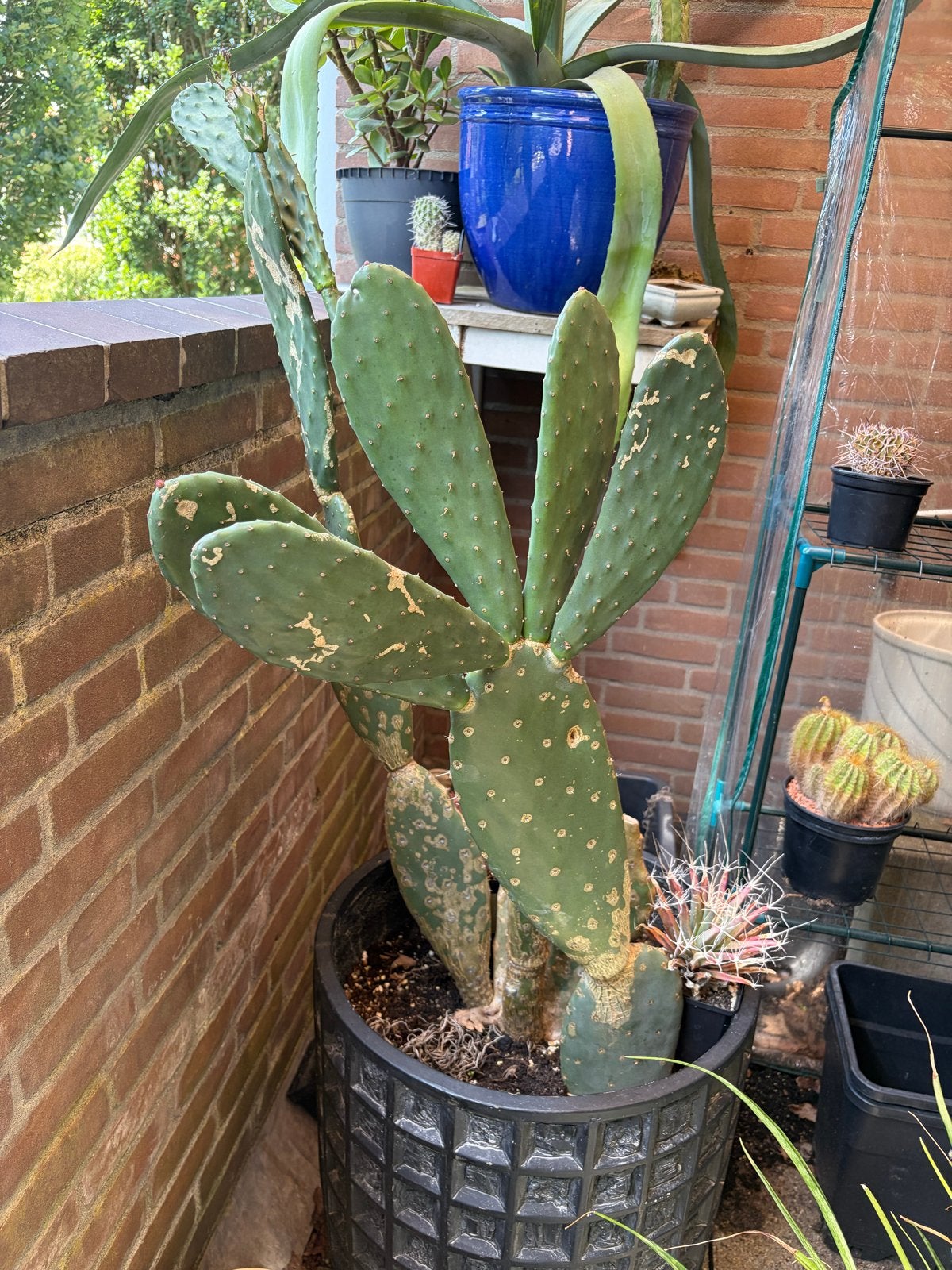 Grote schijfcactus (1m hoog) gratis af te halen, Volle zon, Vaste plant, Bloeit niet, Ophalen