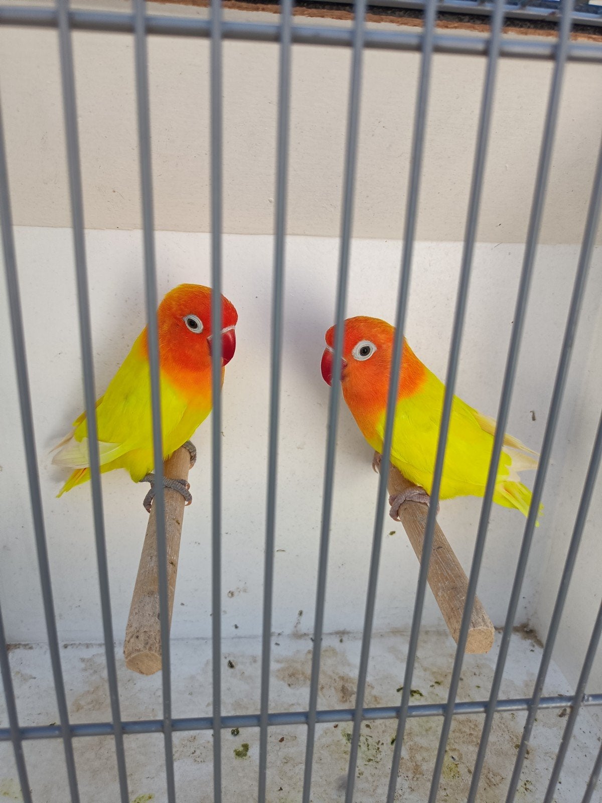 Agapornis is Fischeri, koppel gele zwartogen split lutino, Dieren en Toebehoren, Vogels | Parkieten en Papegaaien, Meerdere dieren