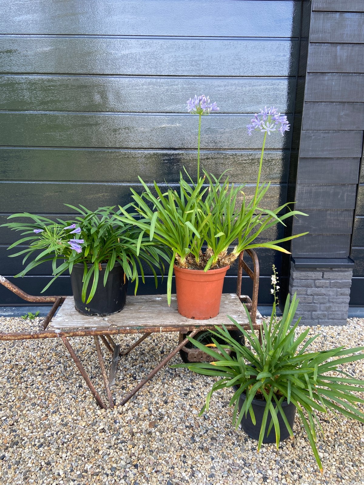Agapanthus blauwe bloem Afrikaanse lelie grote potten, Tuin en Terras, Volle zon, Vaste plant, Zomer, Ophalen