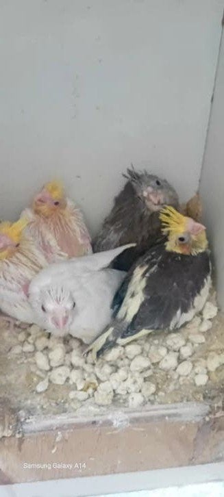 Valkparkieten tam, Dieren en Toebehoren, Tam, 0 tot 2 jaar