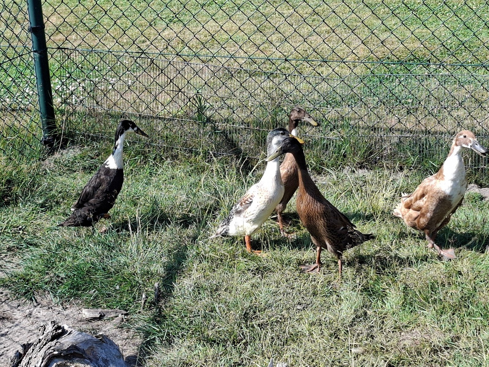 Loop eenden, Dieren en Toebehoren, Pluimvee, Meerdere dieren, Eend