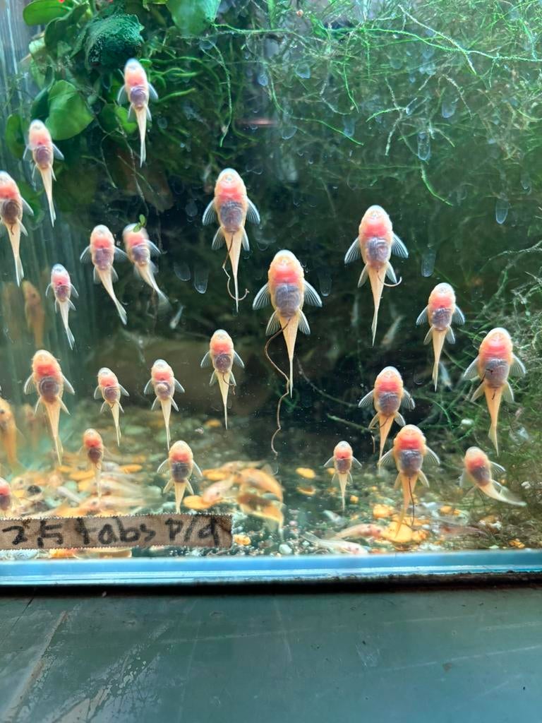 Ancistrus L144 Blue Eyes, Dieren en Toebehoren, Vissen | Aquariumvissen, Vis, Zoetwatervis