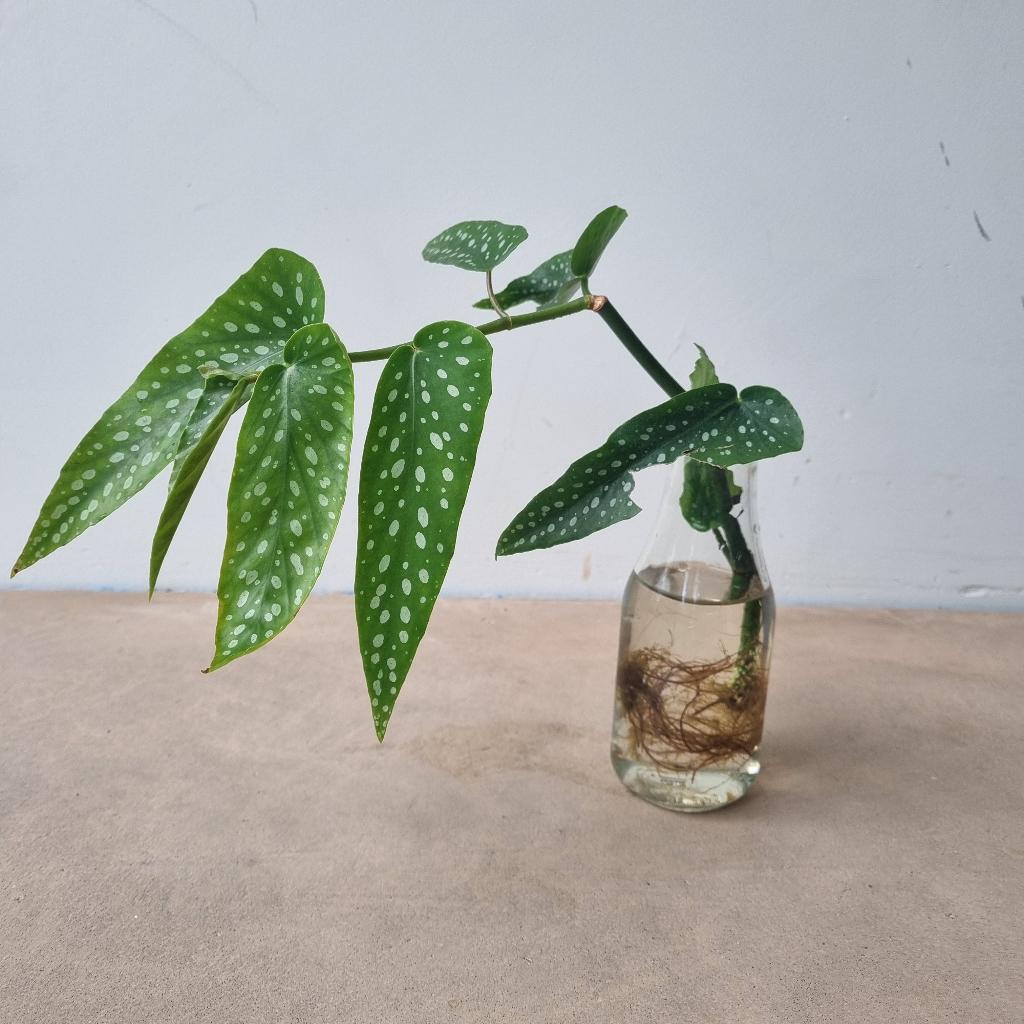 Begonia Tamaya gewortelde stek - kamerplant met stippen, Ophalen, Overige soorten, Halfschaduw, Minder dan 100 cm