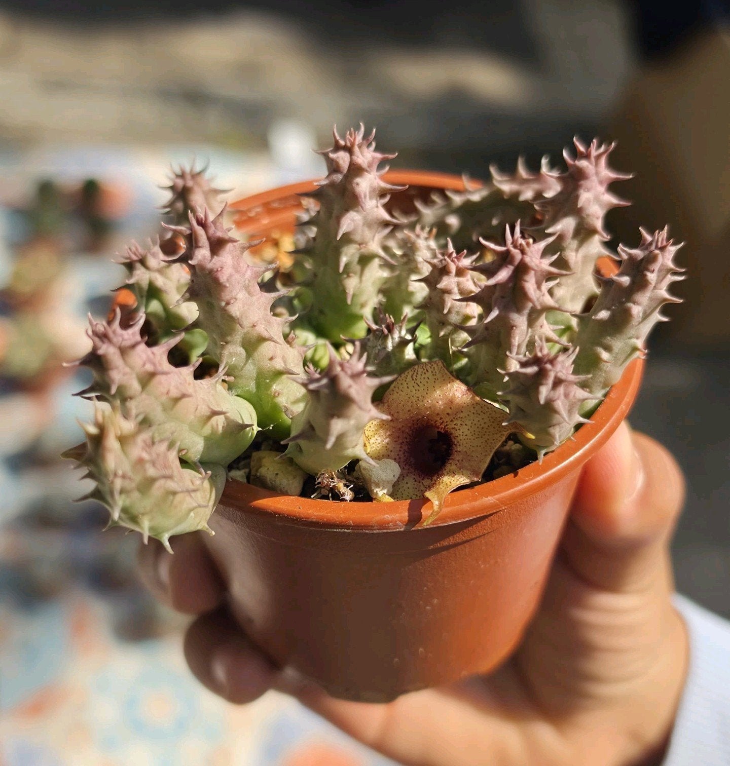 Stapelia Huernia Hystrix Africa, Ophalen of Verzenden, Halfschaduw, Minder dan 100 cm