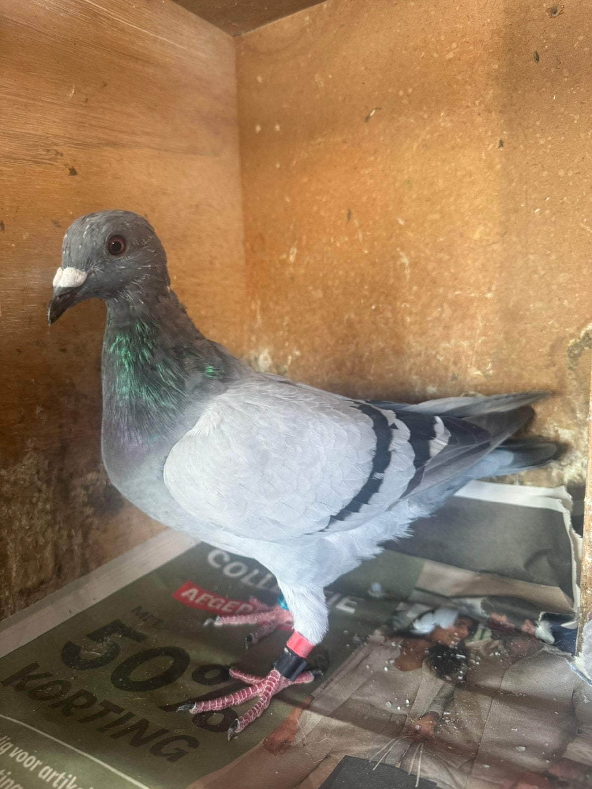 Jonge postduif, Geslacht onbekend, Postduif