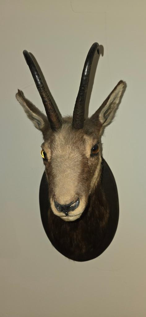 Opgezette Gemsbok Kop - Uniek Decoratiestuk, Verzamelen, Dierenverzamelingen, Ophalen of Verzenden, Gebruikt, Wild dier, Opgezet dier