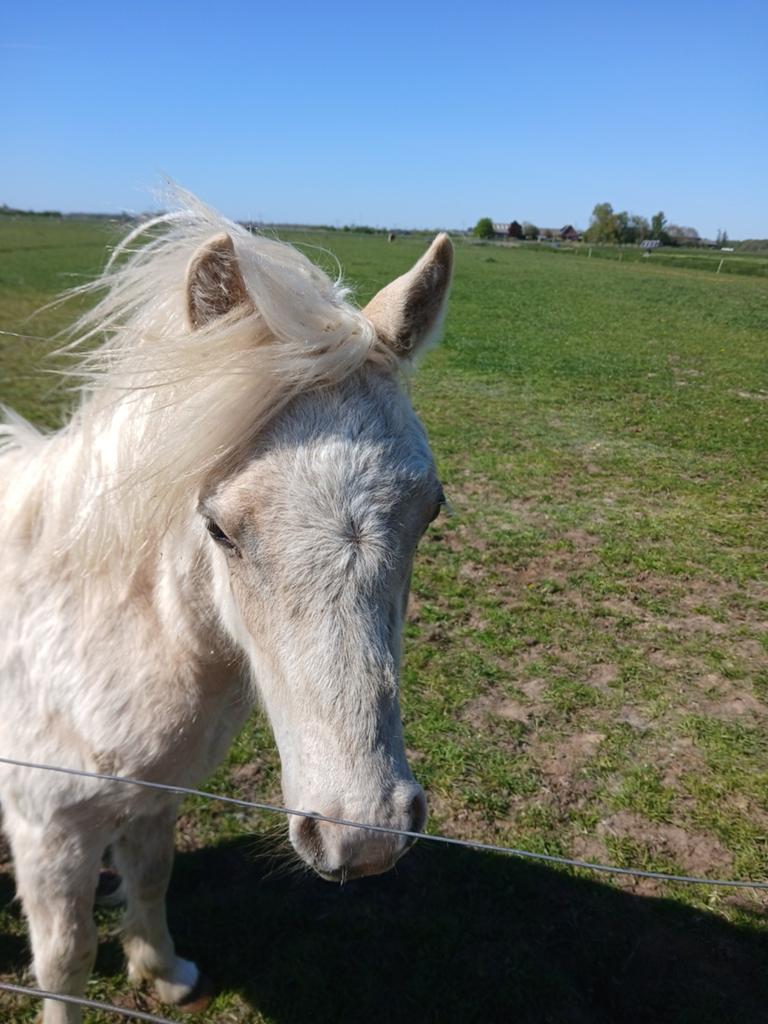 Te koop 2 mooie jaarling welsh a hengstjes., Hengst, A pony (tot 1.17m), 0 tot 2 jaar