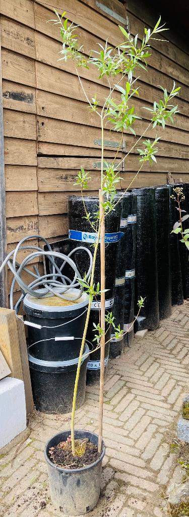 Schietwilg in pot, 1,5 meter wegens overcompleet, Overige soorten, Lente, 100 tot 250 cm, Ophalen