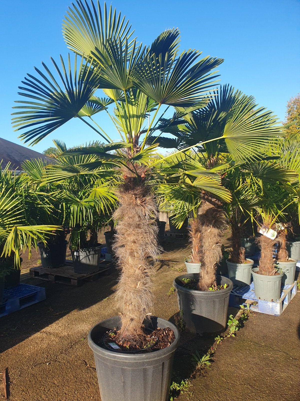Wagnerianus palmen, Tuin en Terras, Lente, 100 tot 250 cm, Palmboom, Ophalen