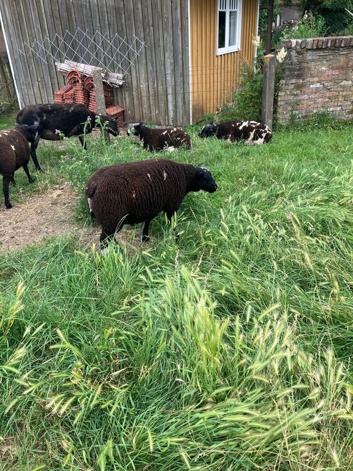 5 mooie rammen, Mannelijk, Schaap