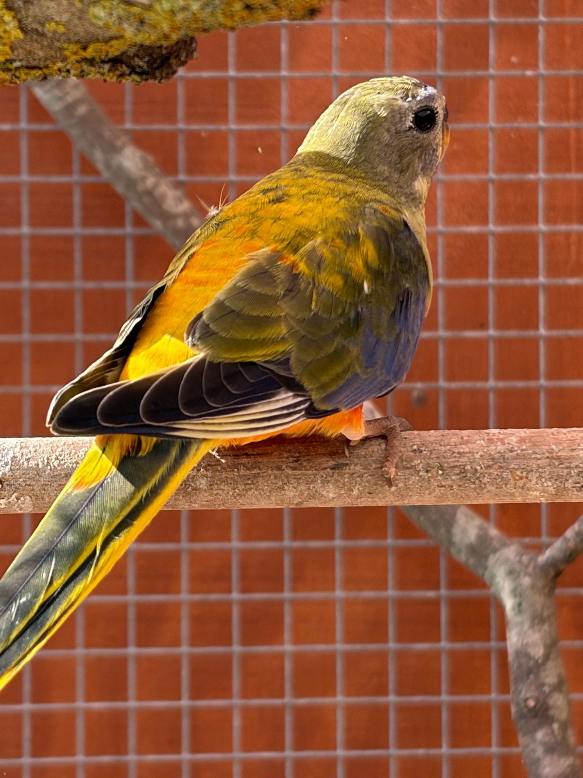 Splendid x Turqouisine Parkiet, Dieren en Toebehoren, Vogels | Parkieten en Papegaaien, Mannelijk, Parkiet, Geringd