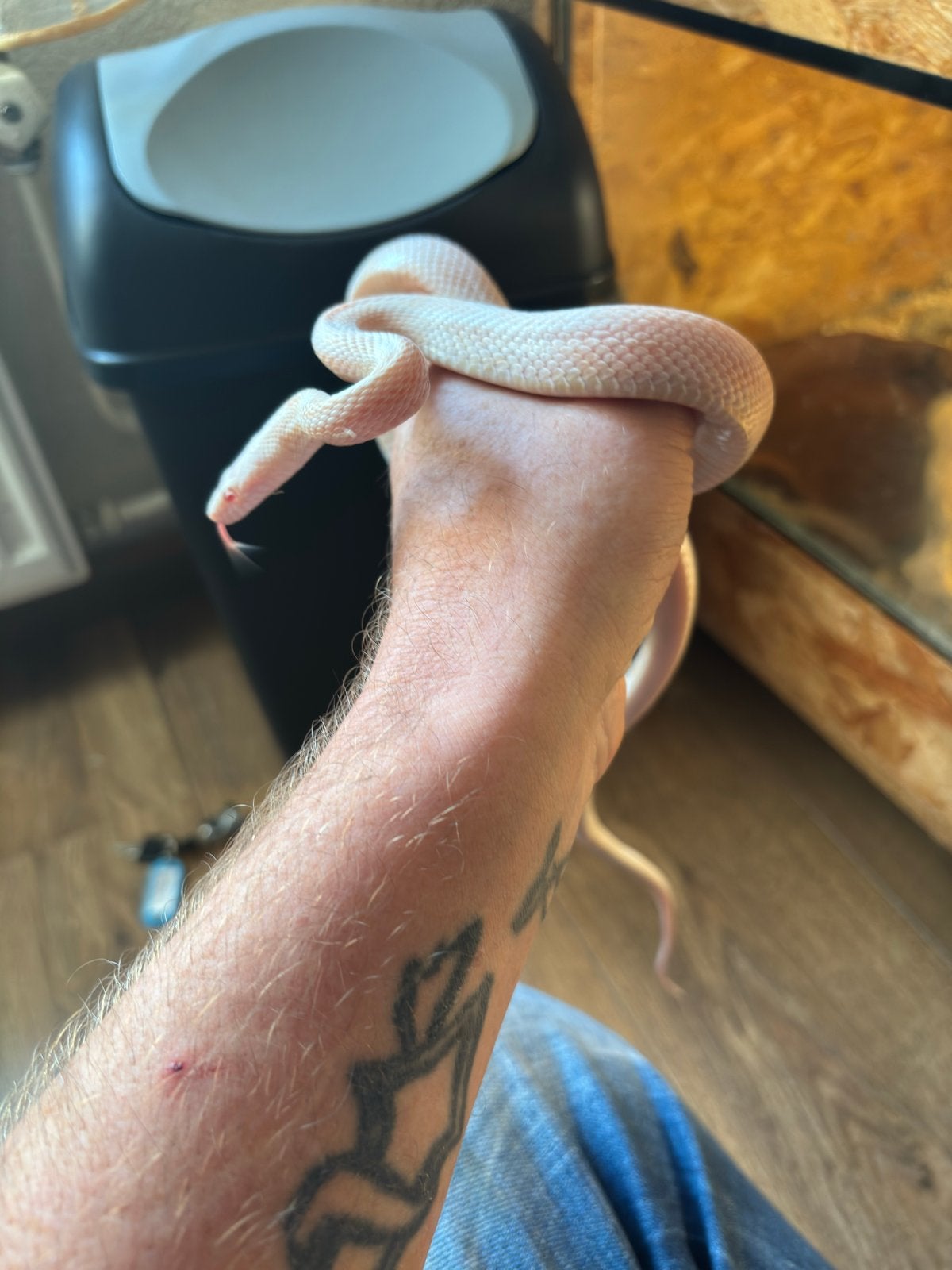 Zeer mooie rattenslangen Rat Snake photo 4