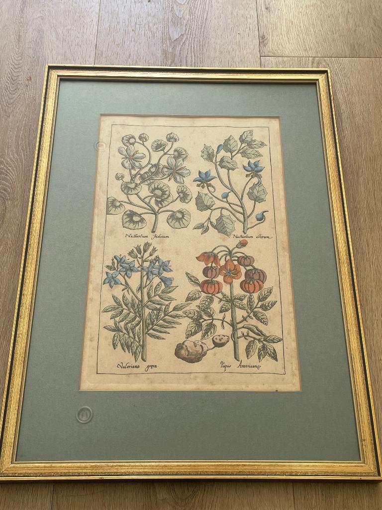 Gravure Botanische planten, Ingelijst, Ets, 22 cm, Flora en Fauna
