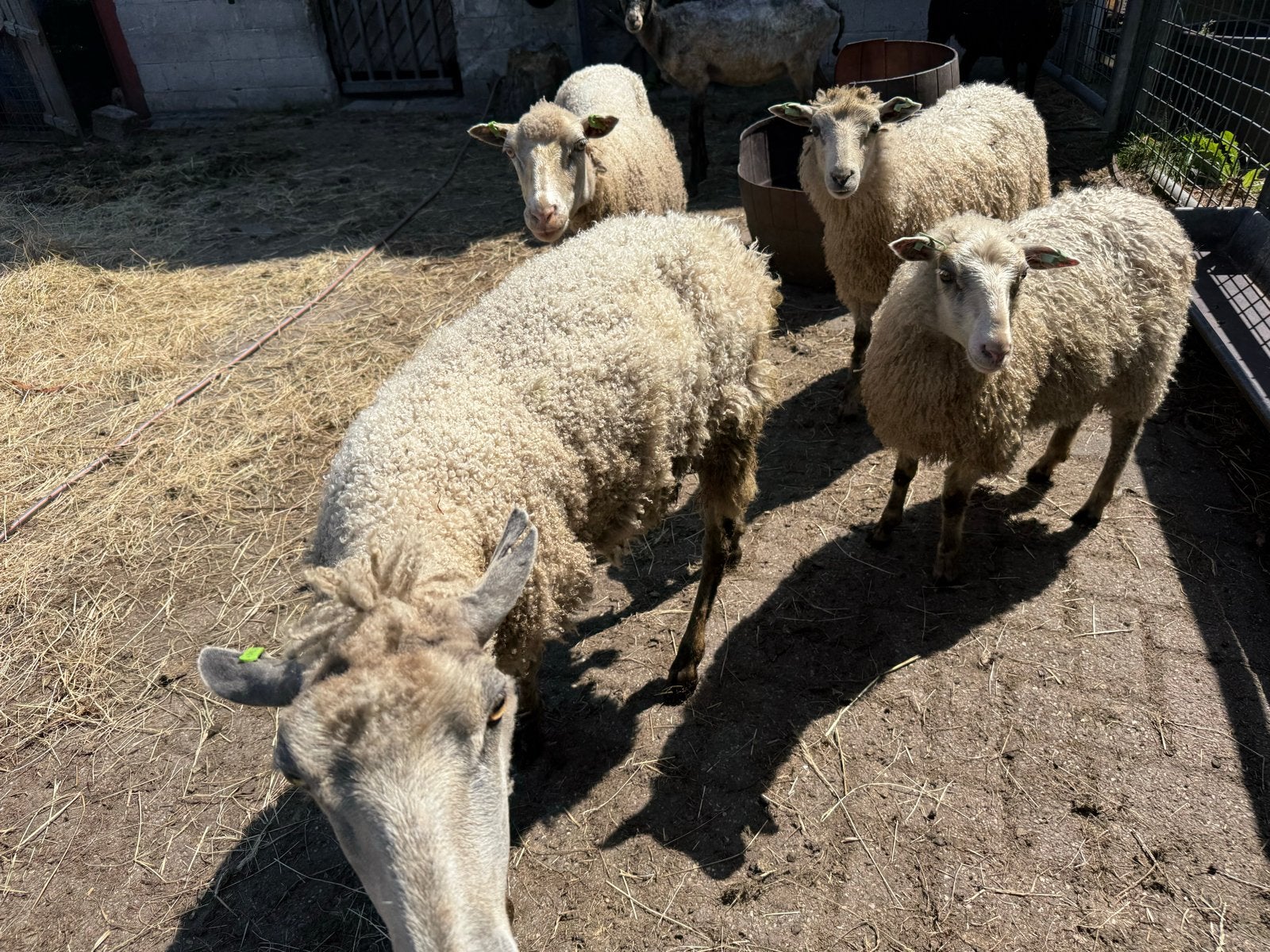 Mini kudde schapen (4 dieren), Dieren en Toebehoren, Meerdere dieren, Schaap, 0 tot 2 jaar