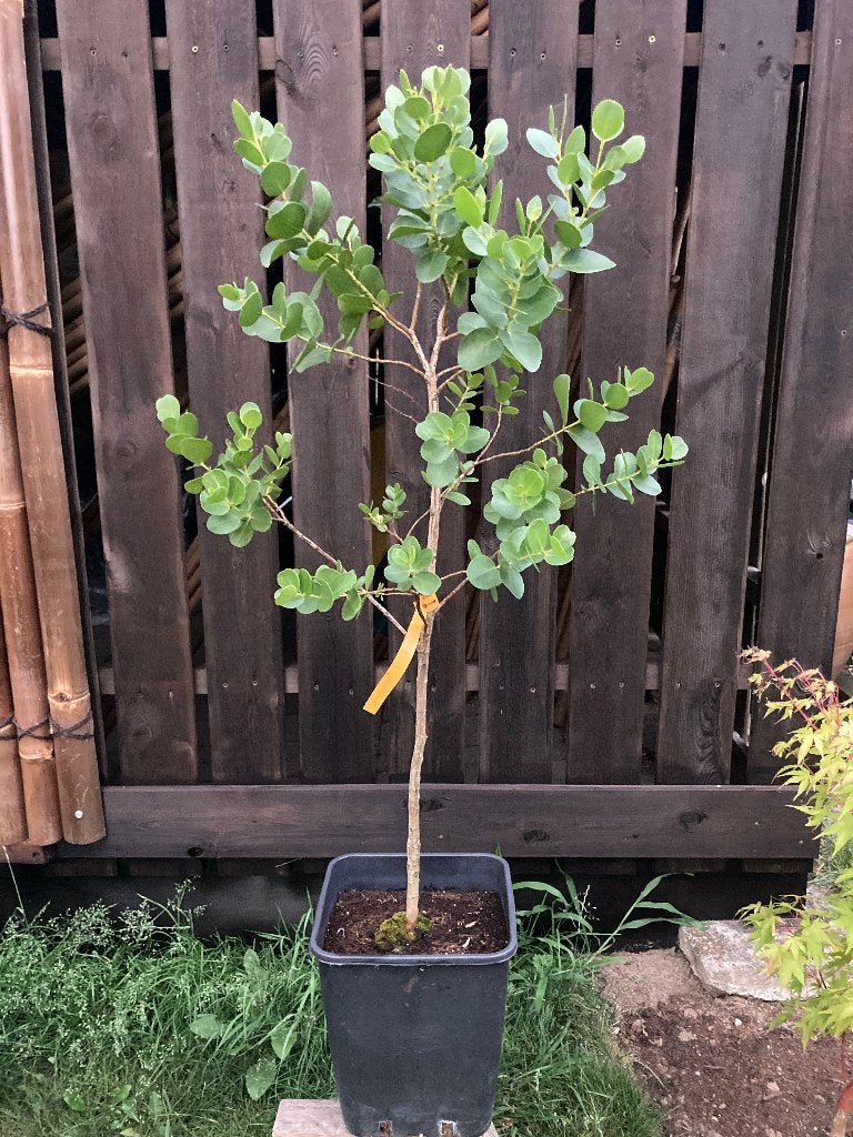 Eucalyptus subcrenulata, Overige soorten, Zomer, 400 cm of meer, Ophalen