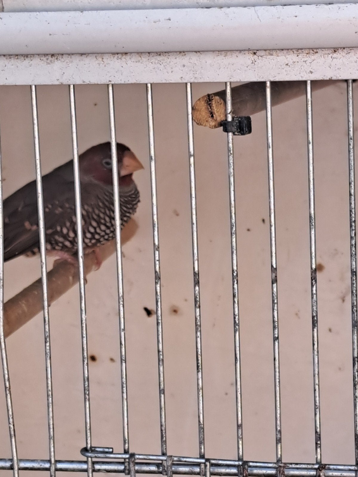 Roodkop  amedine, Dieren en Toebehoren, Vogels | Overige Vogels, Mannelijk