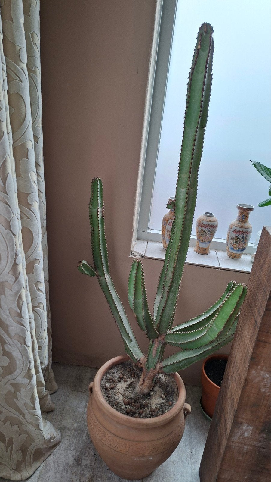 Grote Euphorbia Trigona - Afrikaanse Melkboom, Volle zon, Vaste plant, Bloeit niet, Ophalen
